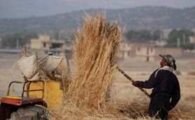 انبارها مملو از جو وارداتی و جوکاران دستشان خالی

