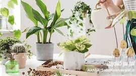 گیاهان خانگی خود را با مواد طبیعی تقویت کنید