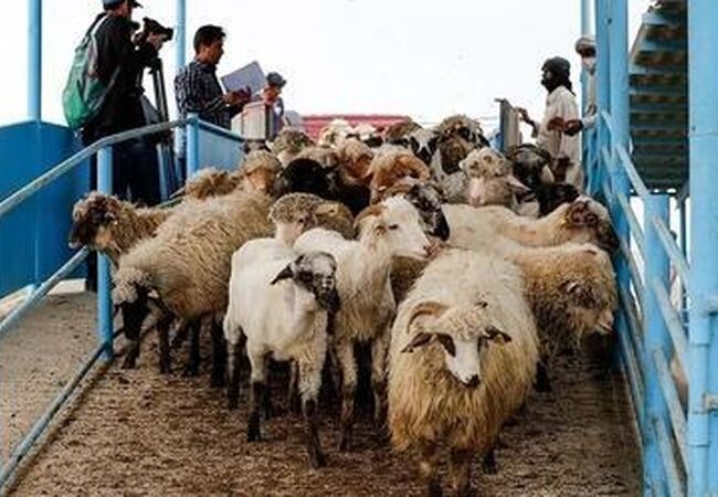 کاهش ۳۰ درصدی قیمت دام زنده؛ گوشت چرا ارزان نشد؟
