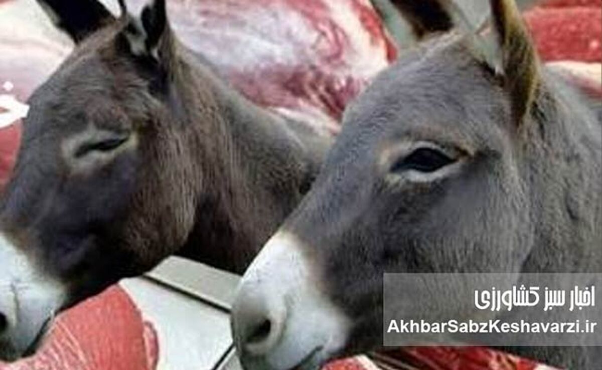 جنجال ابلاغیه گوشت اسب و الاغ؛ وقتی مدیران، «خطای خود» را به گردن خبرنگاران می‌اندازند+ابلاغیه