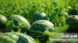 هندوانه: محصولی پر آب یا فریبنده؟ حقیقت پشت اعداد+ ویدئو