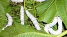 نوغانداری؛ فعالیت کم‌هزینه و پربازده برای توسعه اشتغال روستایی
