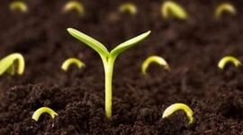 تولید بذرهای پوشش‌دار با ترکیبات غذایی و جذب‌کنندگی

