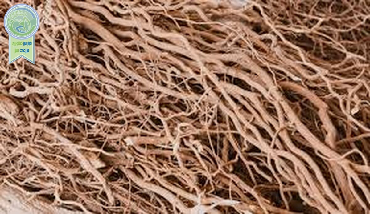 گیاه کاوا چیست و آیا مصرف آن خطر دارد؟