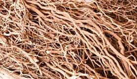 گیاه کاوا چیست و آیا مصرف آن خطر دارد؟