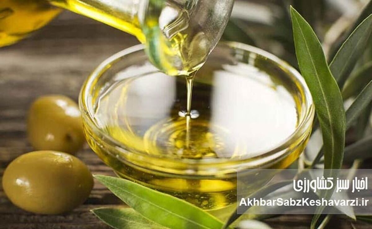 کسب مدال طلای جهانی؛ افتخاری ملی برای کیفیت روغن زیتون ایران