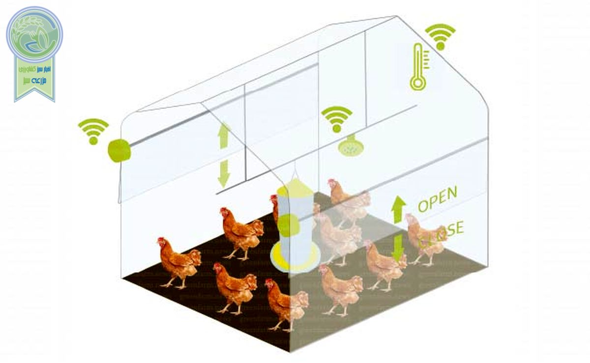 تغذیه دقیق مرغ‌ها در مرغداری‌های هوشمند

