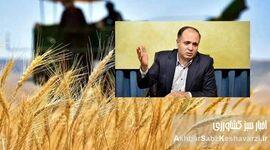 قیمت خرید تضمینی گندم: از ۲۱ هزار تومان دیروز تا ۲۰ هزار و 500 تومان امروز+ ویدئو