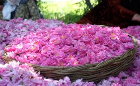سهم یک درصدی ایران از بازار جهانی گل محمدی

