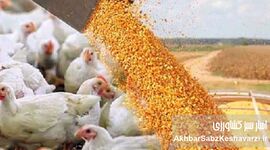عرضه ی نهاده‌های دامی وارد فاز قراردادی شد