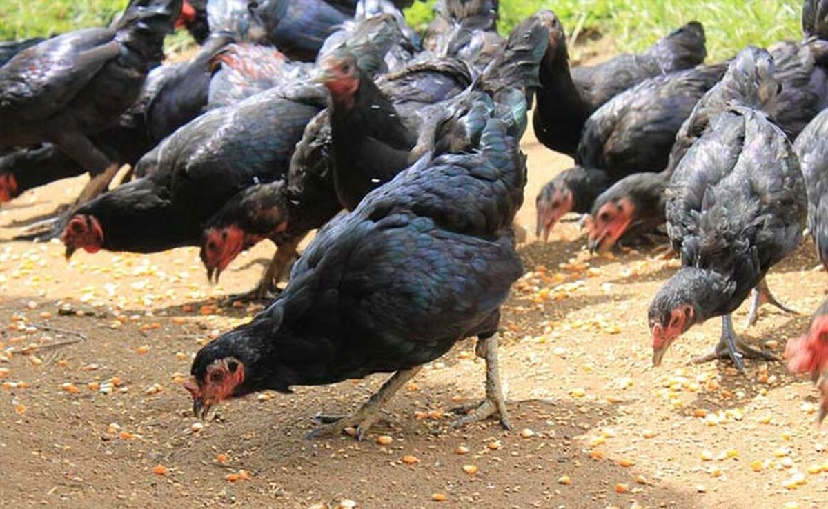 آشنایی با مرغداری سیار برای انتقال هر روزه مرغداری به مراتع جدید+ کلیپ

