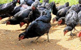 آشنایی با مرغداری سیار برای انتقال هر روزه مرغداری به مراتع جدید+ کلیپ

