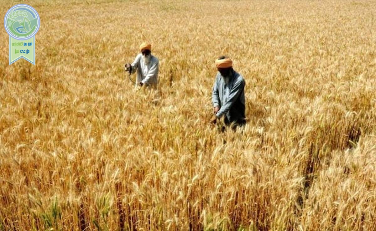 پزشکیان: مطالبات گندم‌کاران پرداخت می‌شود

