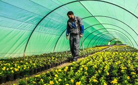 جهش ۱۶۱ درصدی کشت گلخانه ای در کشور طی یک دهه اخیر