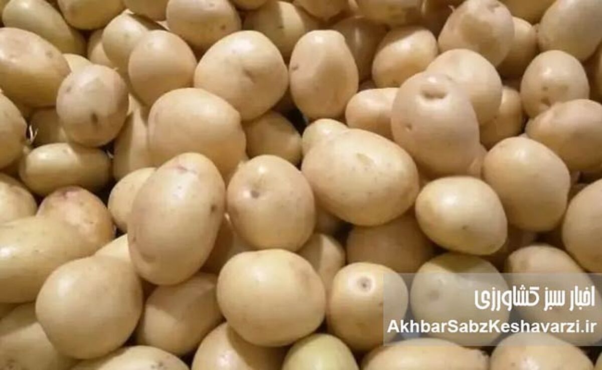صادرات سیب زمینی مجاز شد
