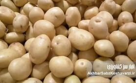 به‌هیچ‌وجه این سیب‌زمینی‌ها را نه بخر و نه مصرف کن!