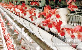 سیستم هشدار مرغداری؛ نگهبان هوشمند و ارزان برای جلوگیری از تلفات سنگین