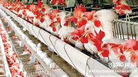 سیستم هشدار مرغداری؛ نگهبان هوشمند و ارزان برای جلوگیری از تلفات سنگین