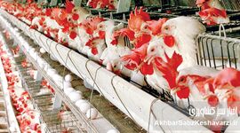 سیستم هشدار مرغداری؛ نگهبان هوشمند و ارزان برای جلوگیری از تلفات سنگین