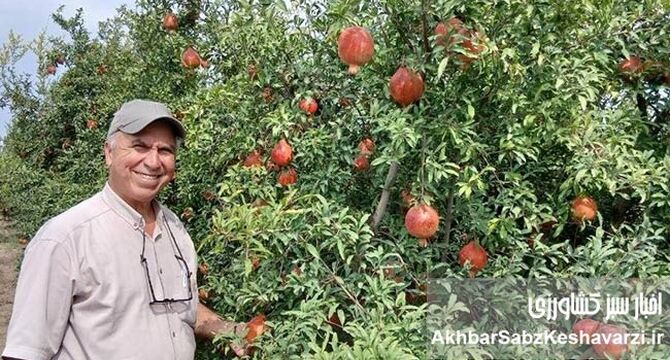 انارِ جان‌سخت در دلِ کویر گلستان؛ روایت موفقیت باغ خانواده سقر در آق‌قلا+ویدئو
