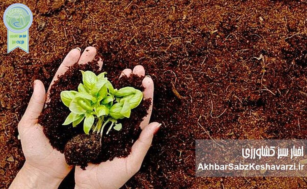 بهترین خاک برای گیاهان گلخانه‌ای