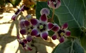 همه چیز درباره گیاه استبرق

