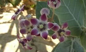 همه چیز درباره گیاه استبرق

