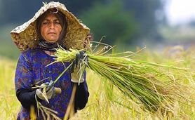تولید ۲۱ میلیون تن غلات در ایران طی سال ۲۰۲۳