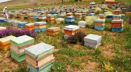 سرشماری سراسری زنبورستان‌های کشور از هفتم تا نوزدهم مهر

