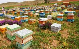 سرشماری سراسری زنبورستان‌های کشور از هفتم تا نوزدهم مهر

