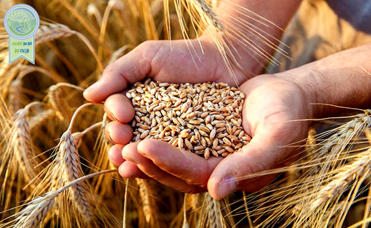 پیش بینی روسیه برای برداشت ناخالص