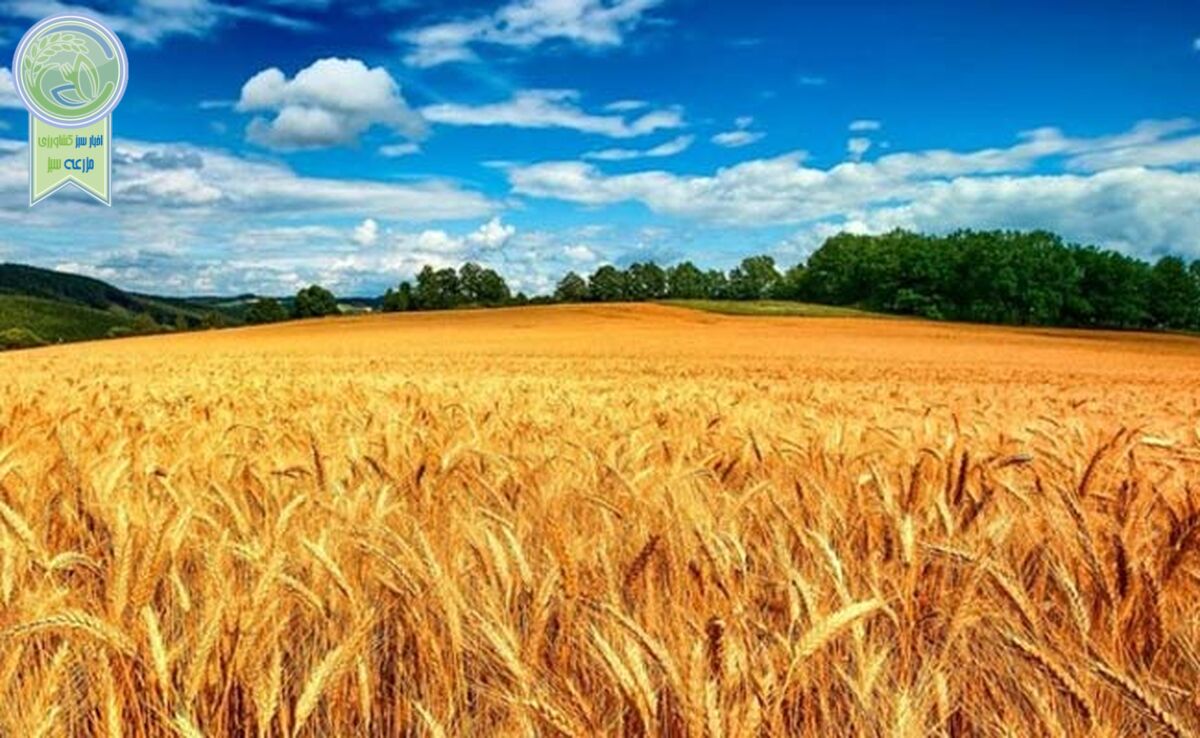 تخصیص جایزه و تحقق خرید  ۱۲ میلیون تن گندم

