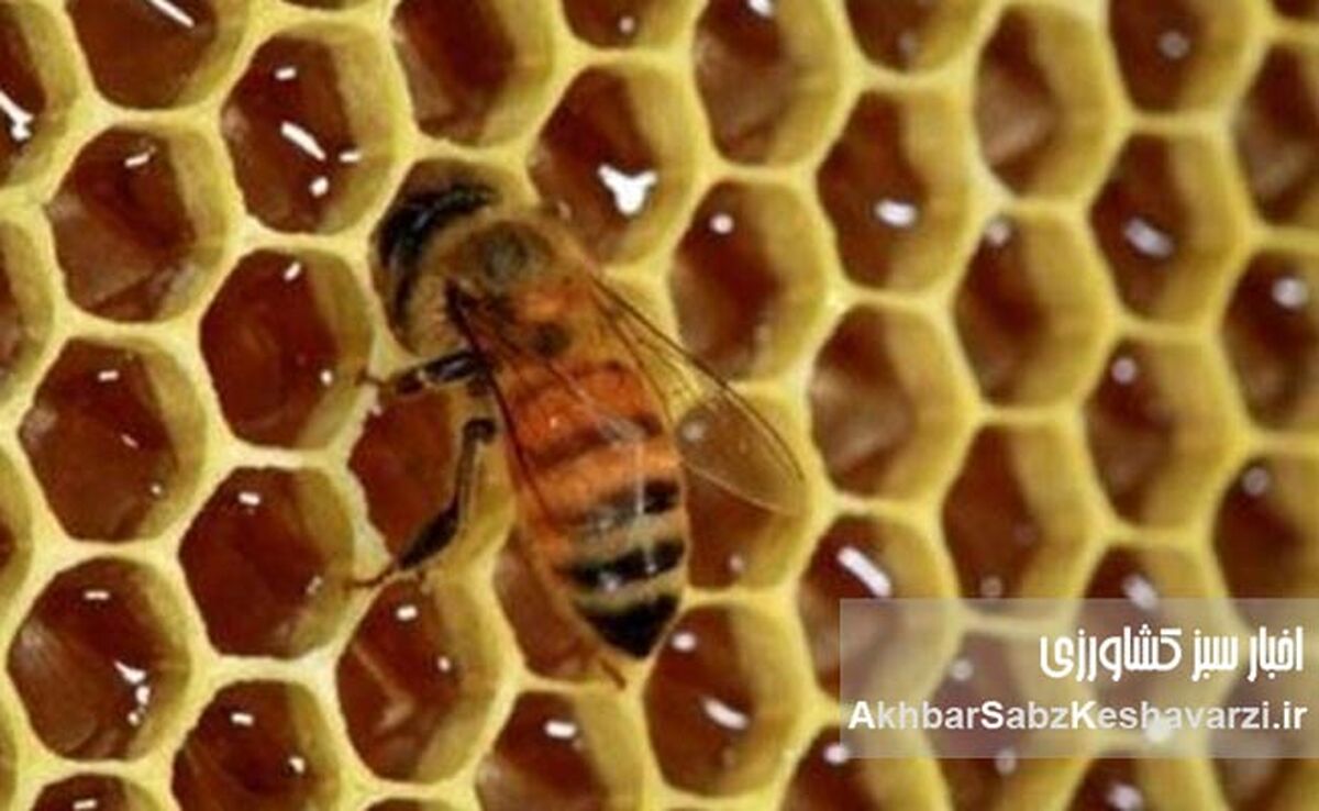 بیماری‌های رایج زنبور عسل در ایران و راهکارهای جامع پیشگیری و درمان