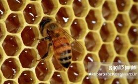 بیماری‌های رایج زنبور عسل در ایران و راهکارهای جامع پیشگیری و درمان
