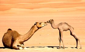 قیمت هر شتر برای پرورش ۲۵ میلیون تومان

