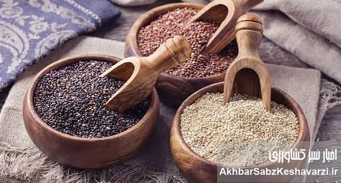 کینوا؛ محصولی که آب را حفظ می‌کند و ثروت می‌آفریند
