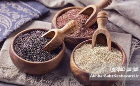 کینوا؛ محصولی که آب را حفظ می‌کند و ثروت می‌آفریند