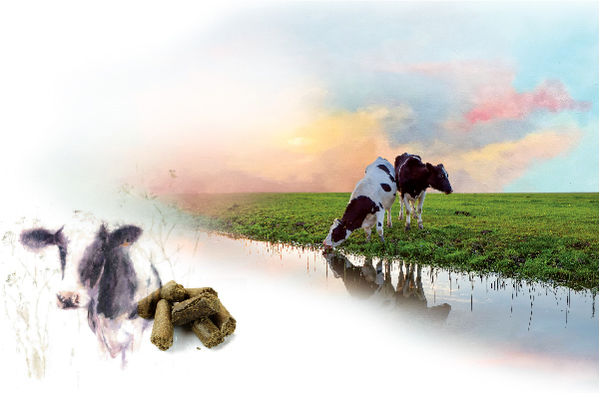 نکات طلایی در پرورش گاوهای شیری

