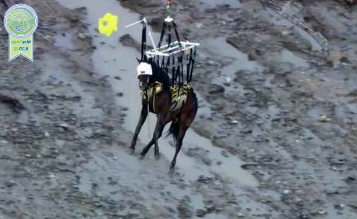 نجات اسب سقوط کرده در رودخانه با هلی‌کوپتر+فیلم

