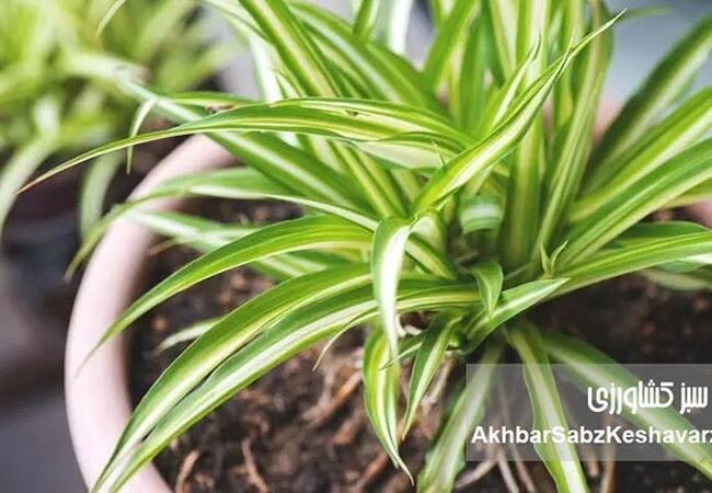 اصول اولیه کاشت گل و گیاه در آپارتمان