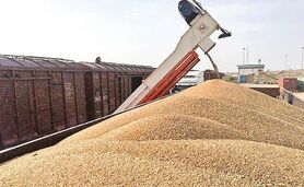 وزیر جهاد کشاورزی: امسال واردات گندم نداریم!

