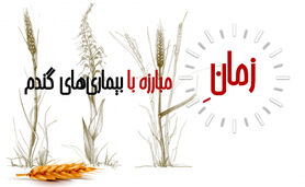 زمان مبارزه با بیماری‌های گندم+ اینفوگرافی

