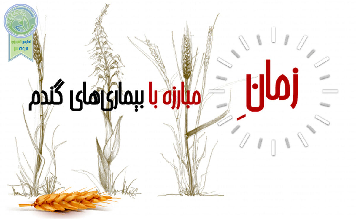 زمان مبارزه با بیماری‌های گندم+ اینفوگرافی

