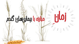 زمان مبارزه با بیماری‌های گندم+ اینفوگرافی

