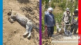 مرگ غم‌انگیز پلنگ ماده طارم سفلی؛ وقتی بی‌پولی محیط‌زیست، ایران را به قربانگاه می‌برد؟