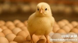 فروش تخم‌مرغ نطفه‌دار؛ راه نجات مرغداران از زیان تولید گوشت مرغ