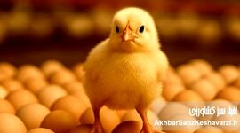 فروش تخم‌مرغ نطفه‌دار؛ راه نجات مرغداران از زیان تولید گوشت مرغ