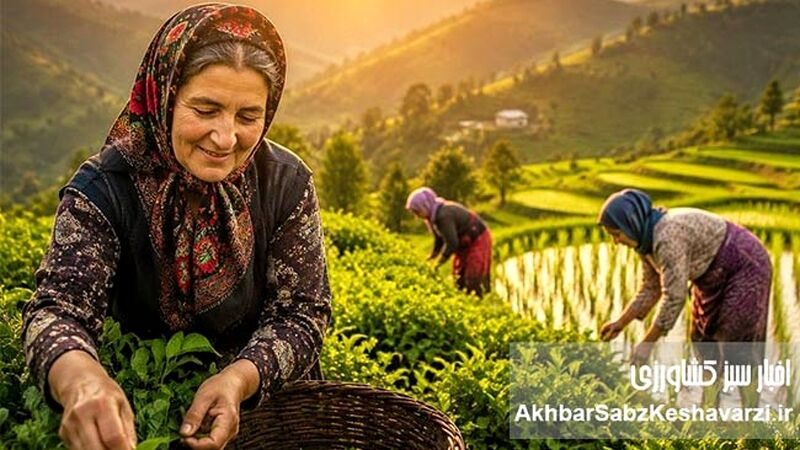 بانوان شالیزار و باغ‌های چای؛ فرشتگان سبز امنیت غذایی ایران+ ویدئو