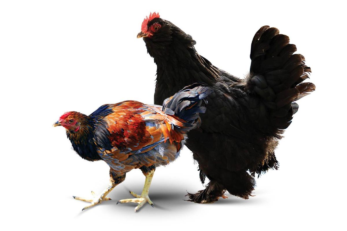 درباره نژاد‌های مرغ ایرانی چه می‌دانید؟

