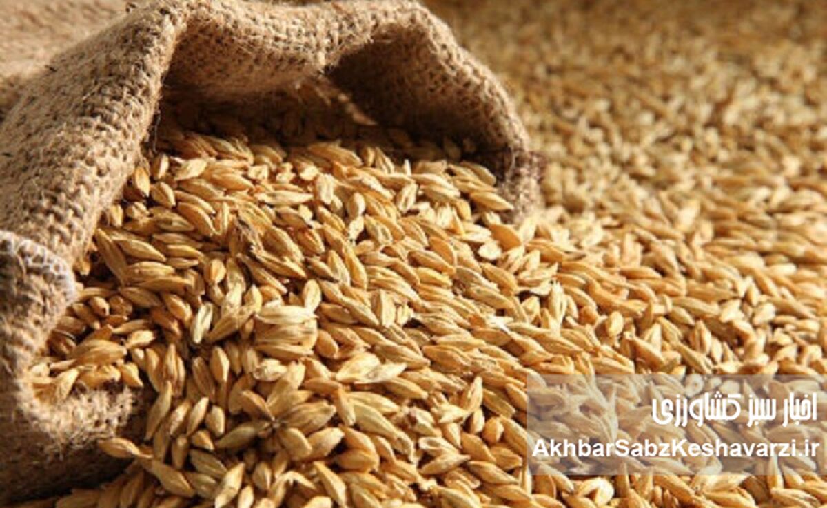 تامین و توزیع نهاده ها اما،بازار مرغ و تخم مرغ در وضعیت شکننده